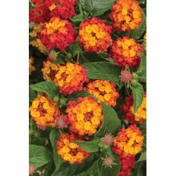 LANTANAS
