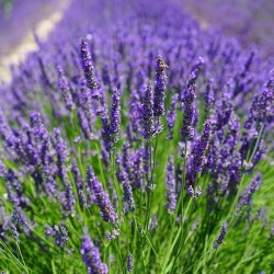 LAVANDA